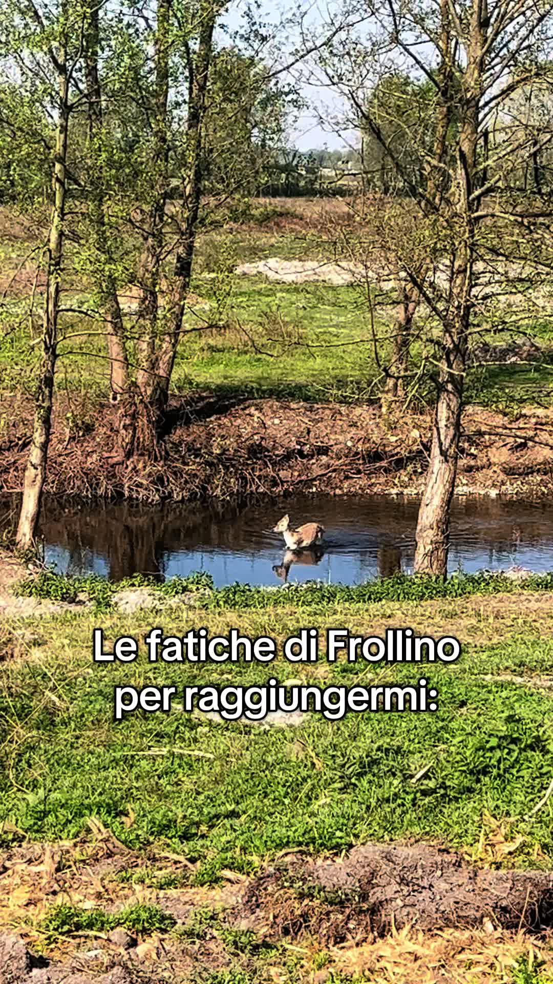 @Diario a Quattro Zampe