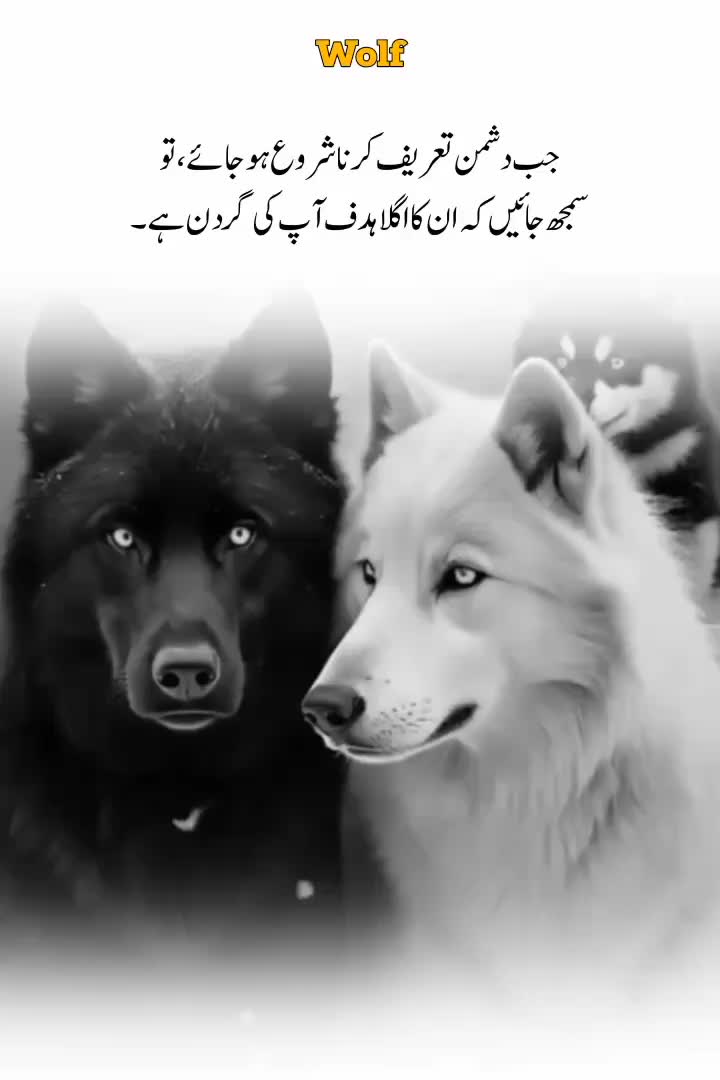 @Wolf 🐺