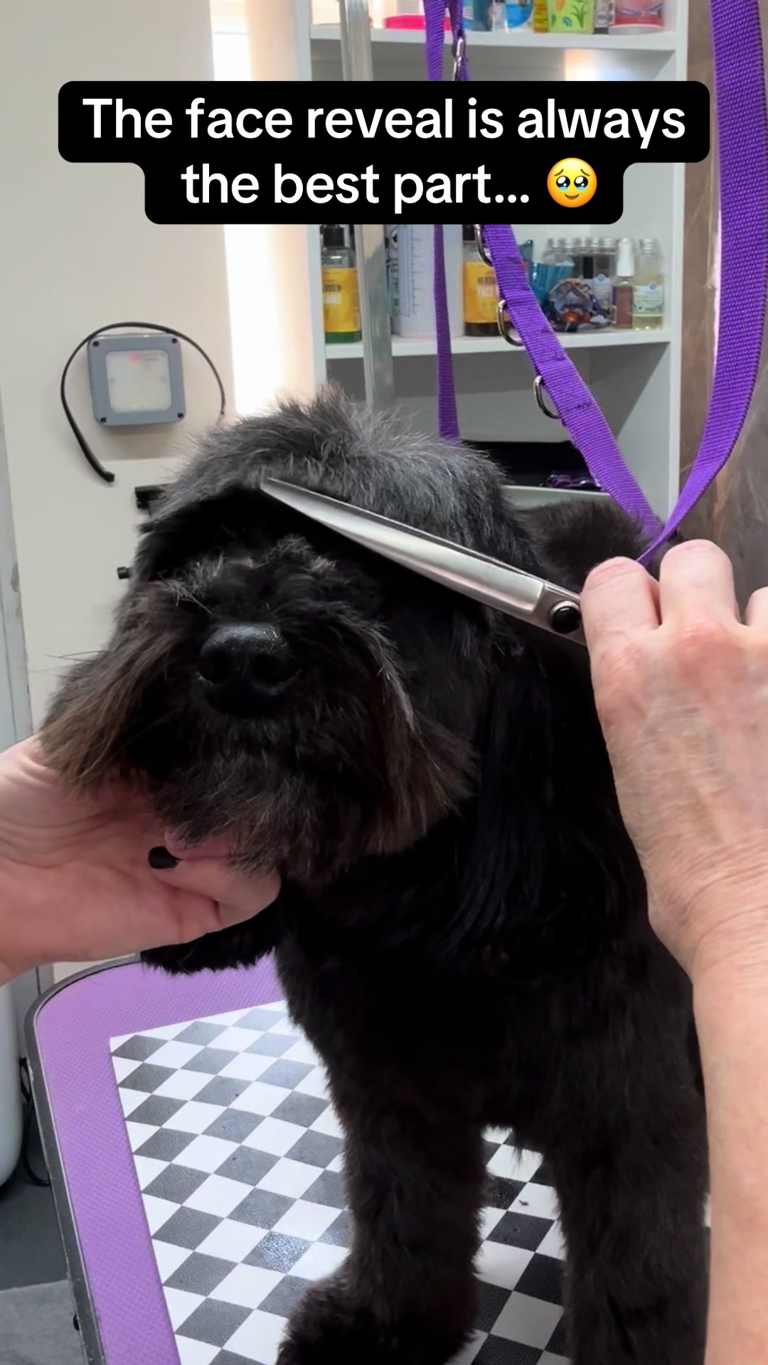 @Poochiepoosdoggrooming