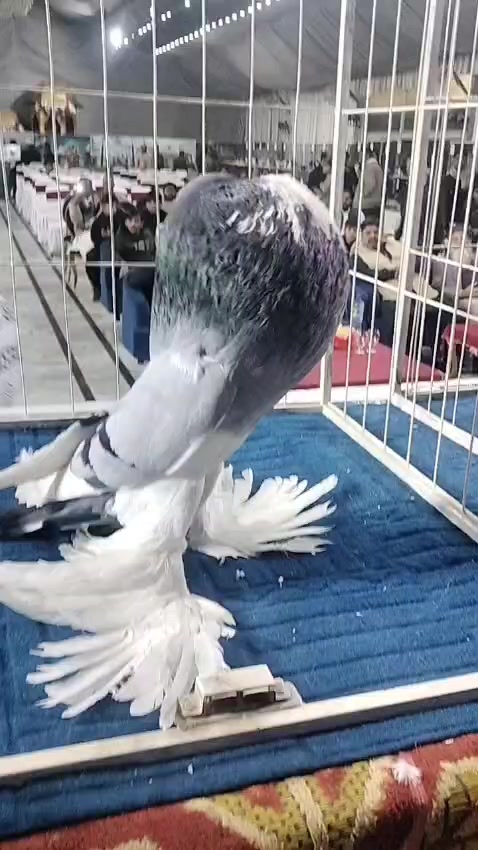 @EA Pigeons
