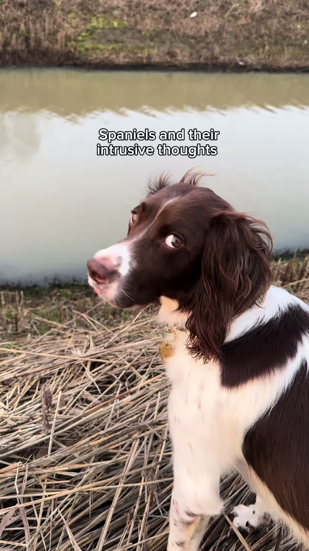 @Jinky Springer Spaniel 🐾 💚