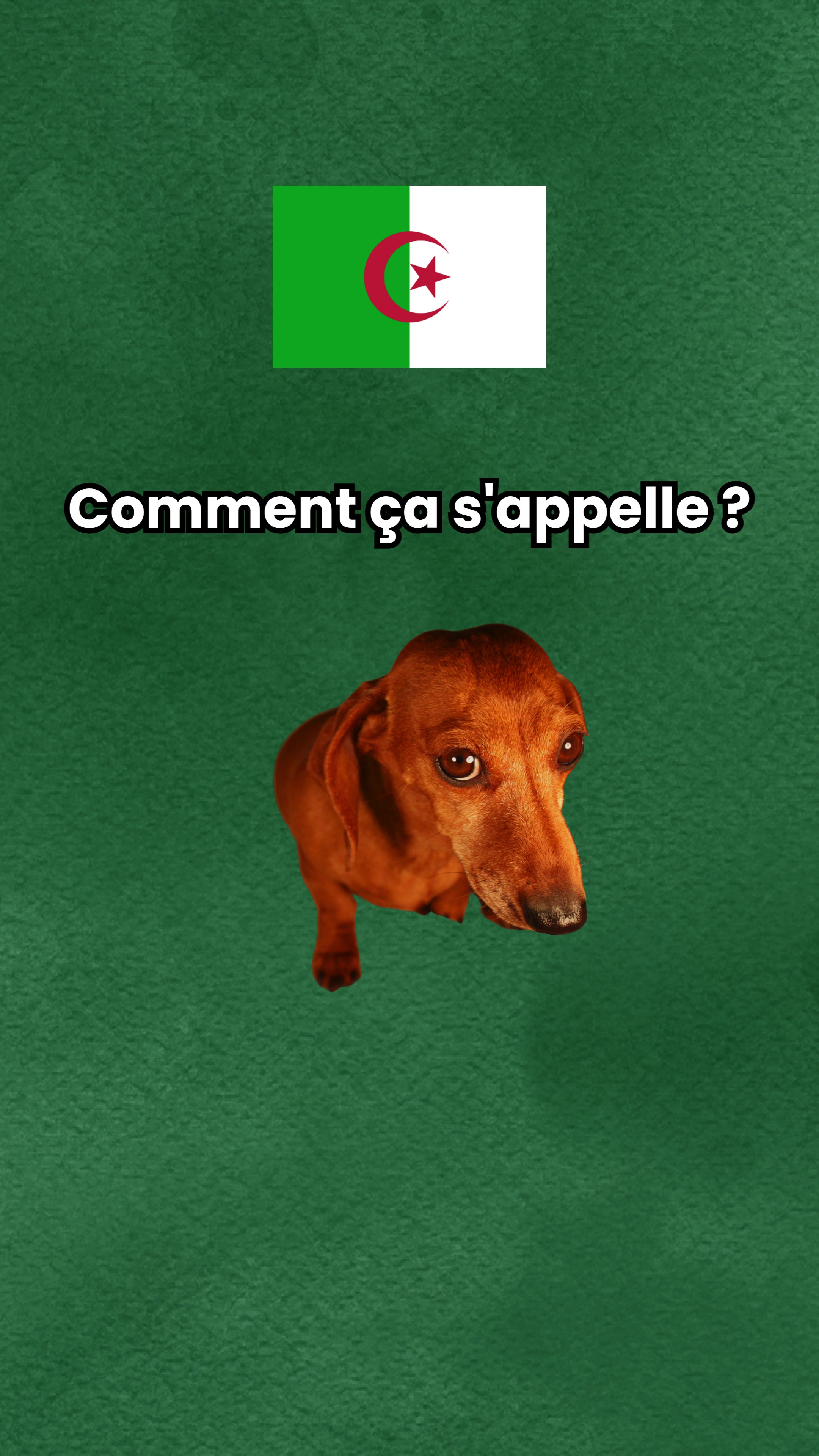 @parler_algerien