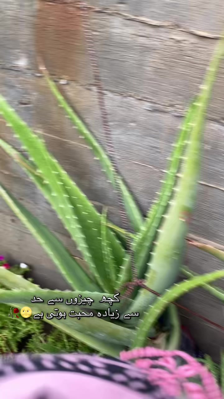 @نائلہ 🌿🙊🐥