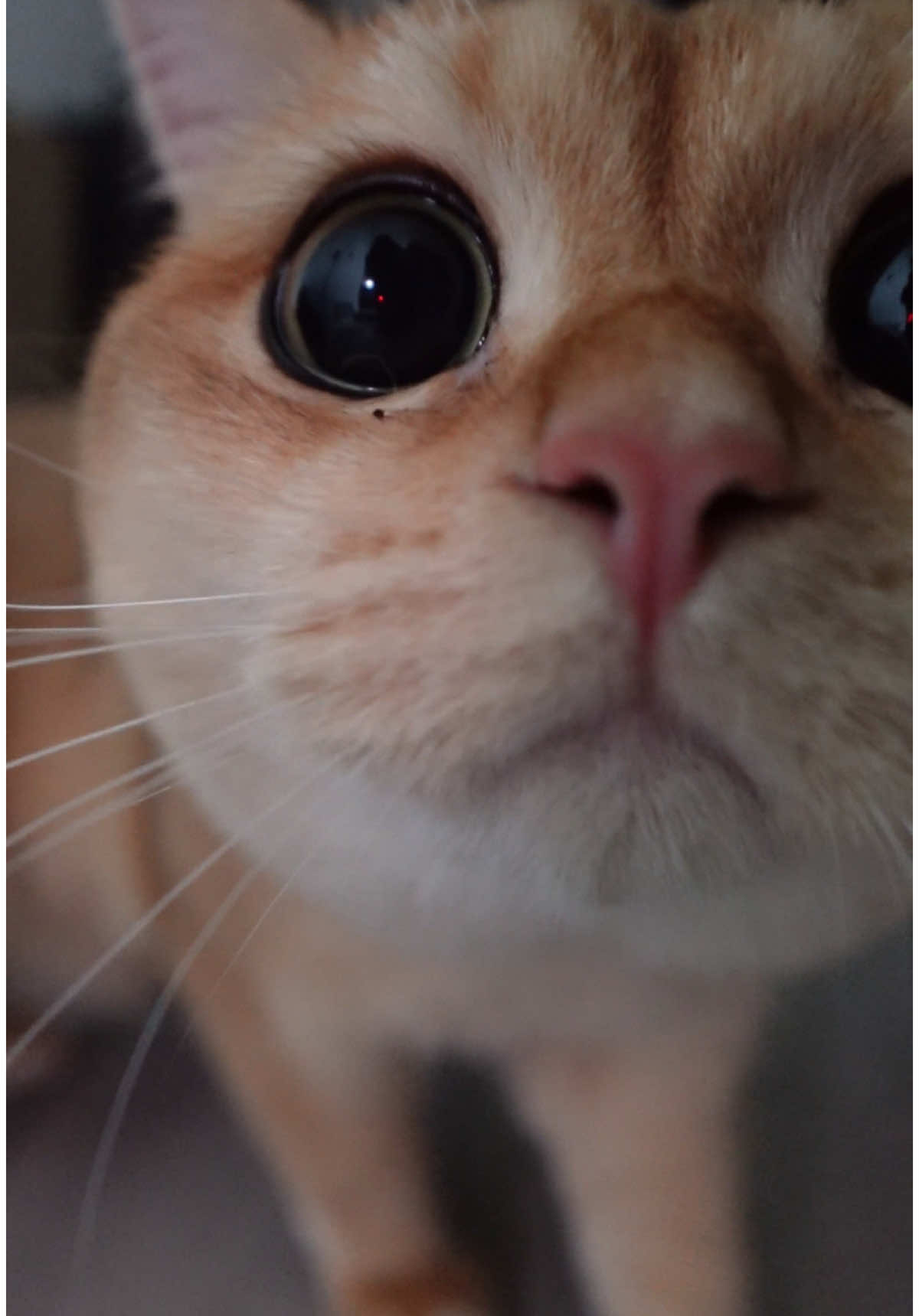 @tessie_cat_and_bert