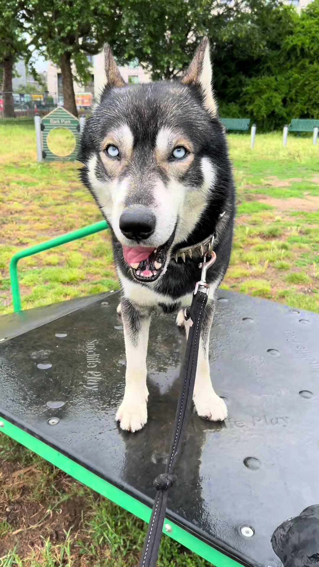 @FaceManRocky