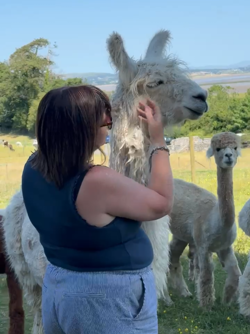 @Bardsea Alpacas and Llamas