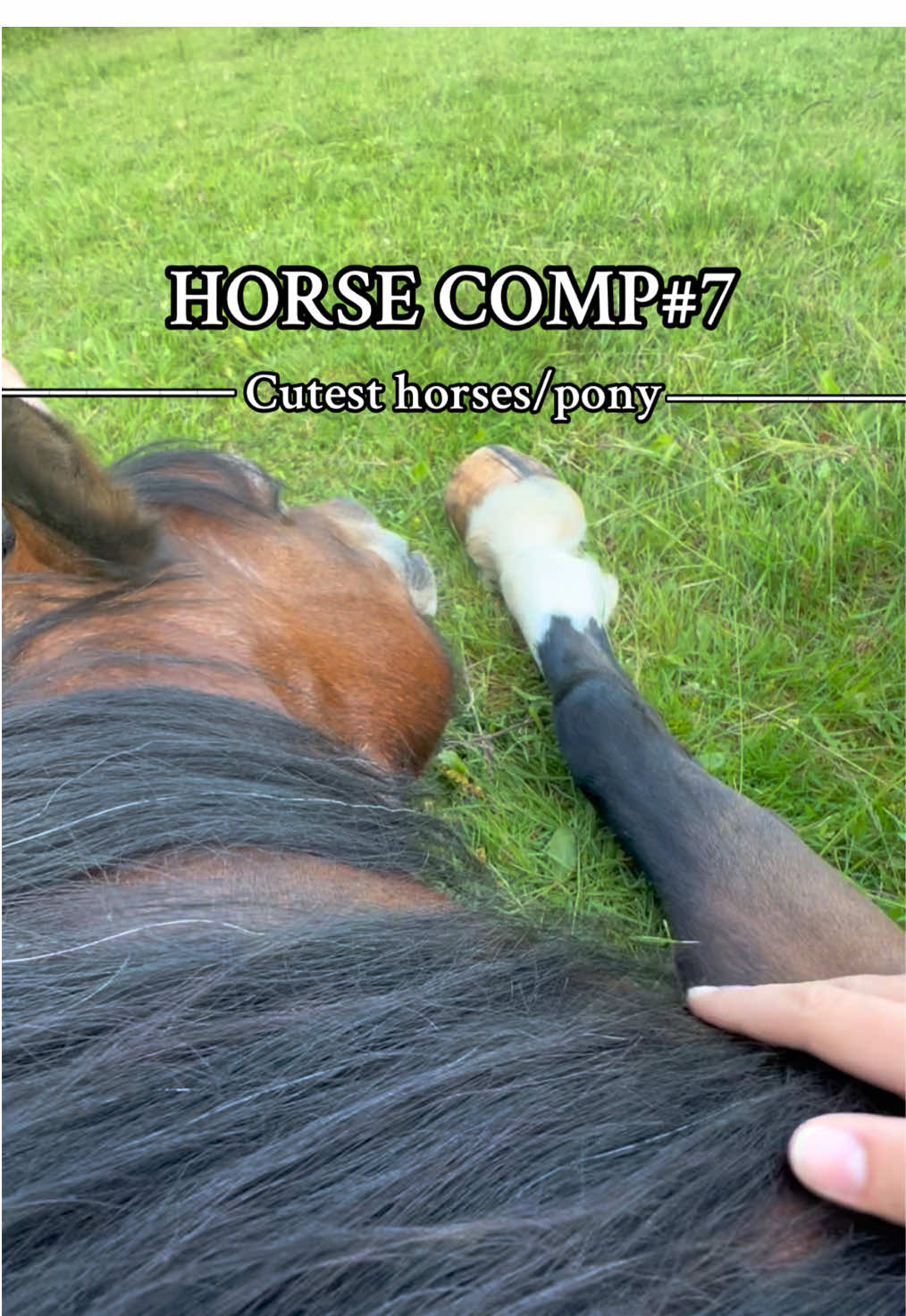 @equestrian._comps