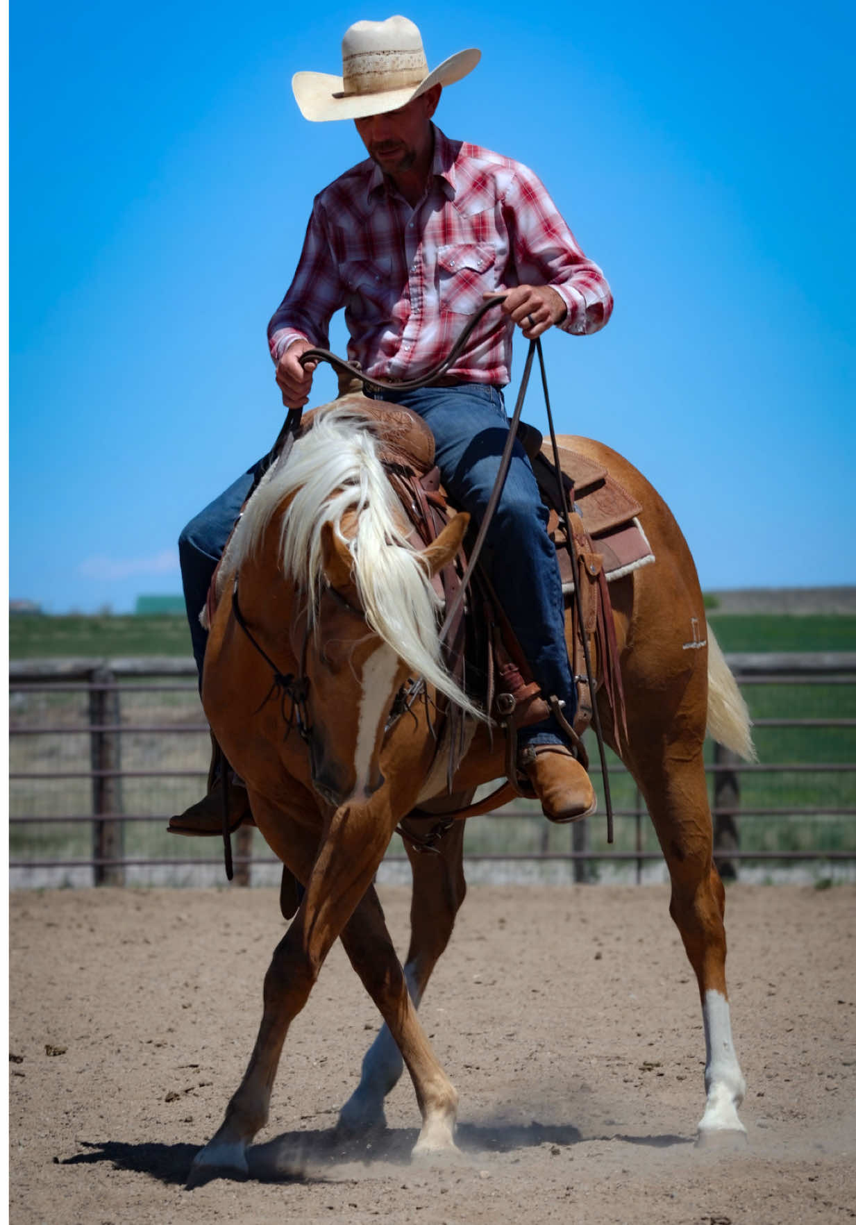 @88 Ranch Performance Horses