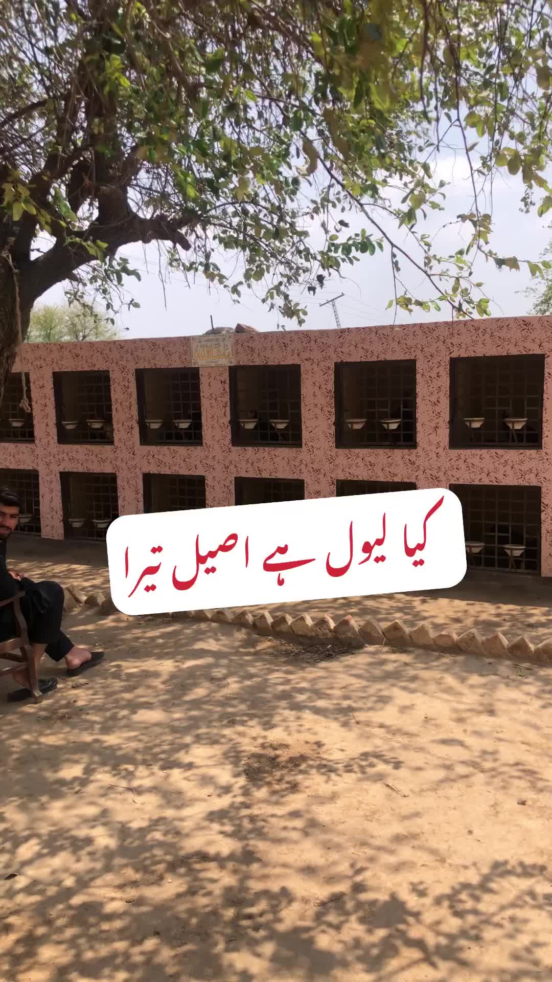 @Poultry Markaz