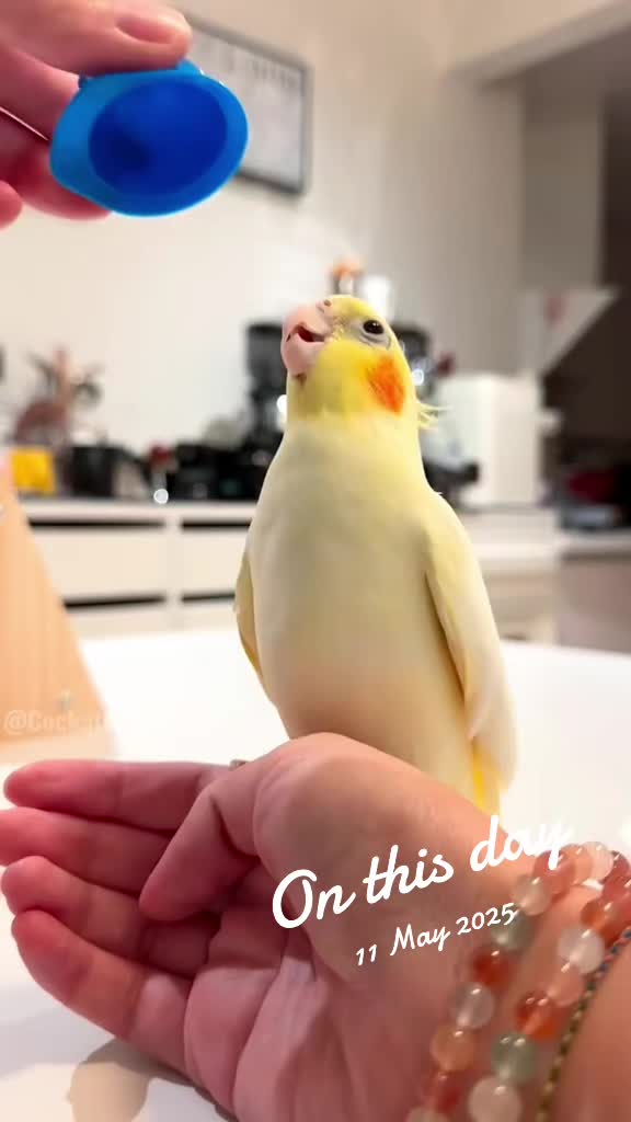 @Cockatiels Craze