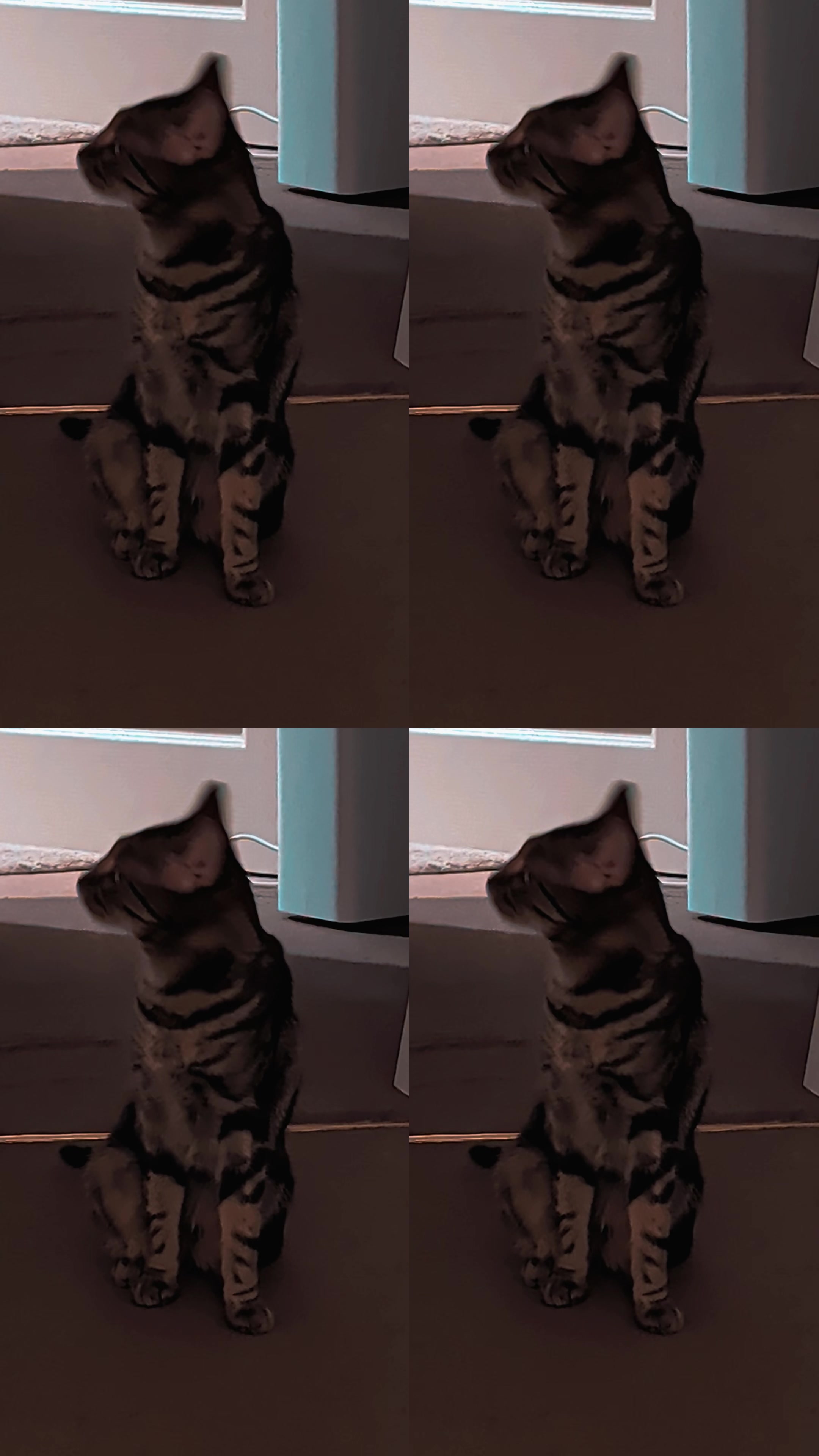 @Stella the cat