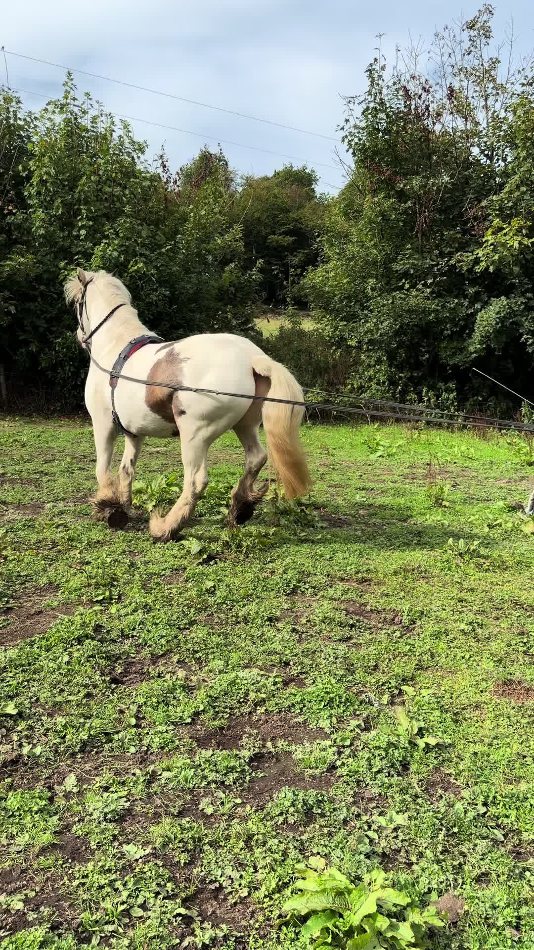 @Dartmoor Carriages