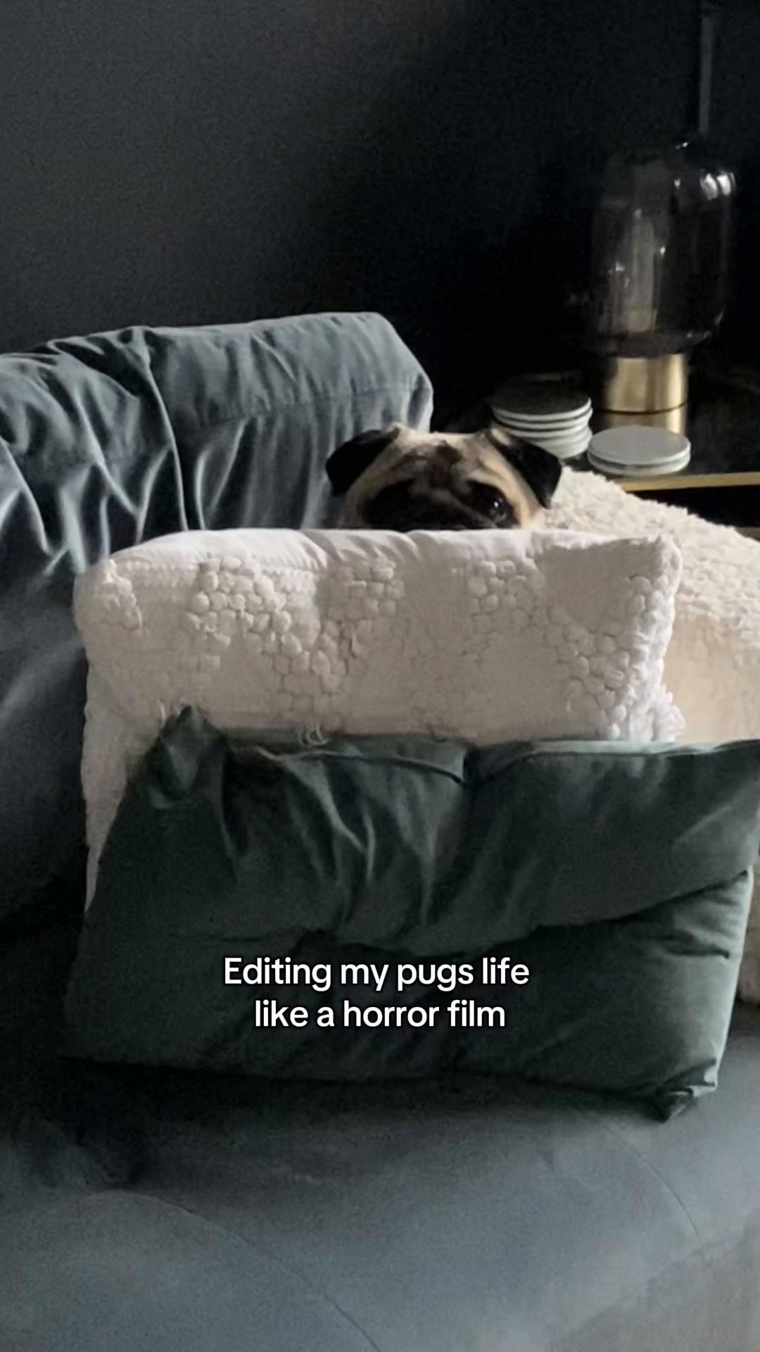 @Wee Winston The Pug