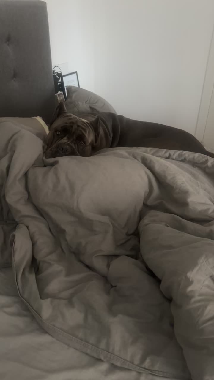@CaneCorsoAres