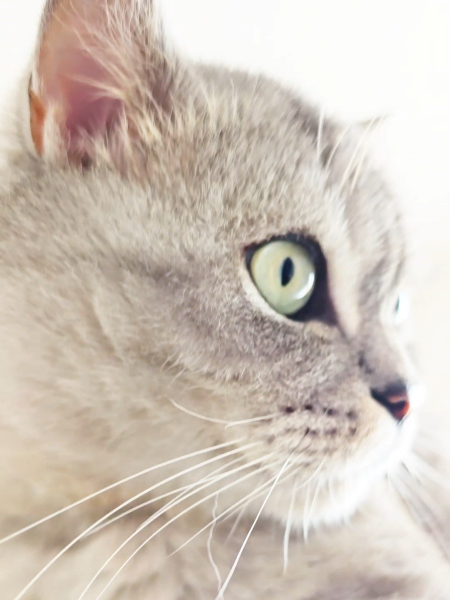 @Cat Chloe & kittens