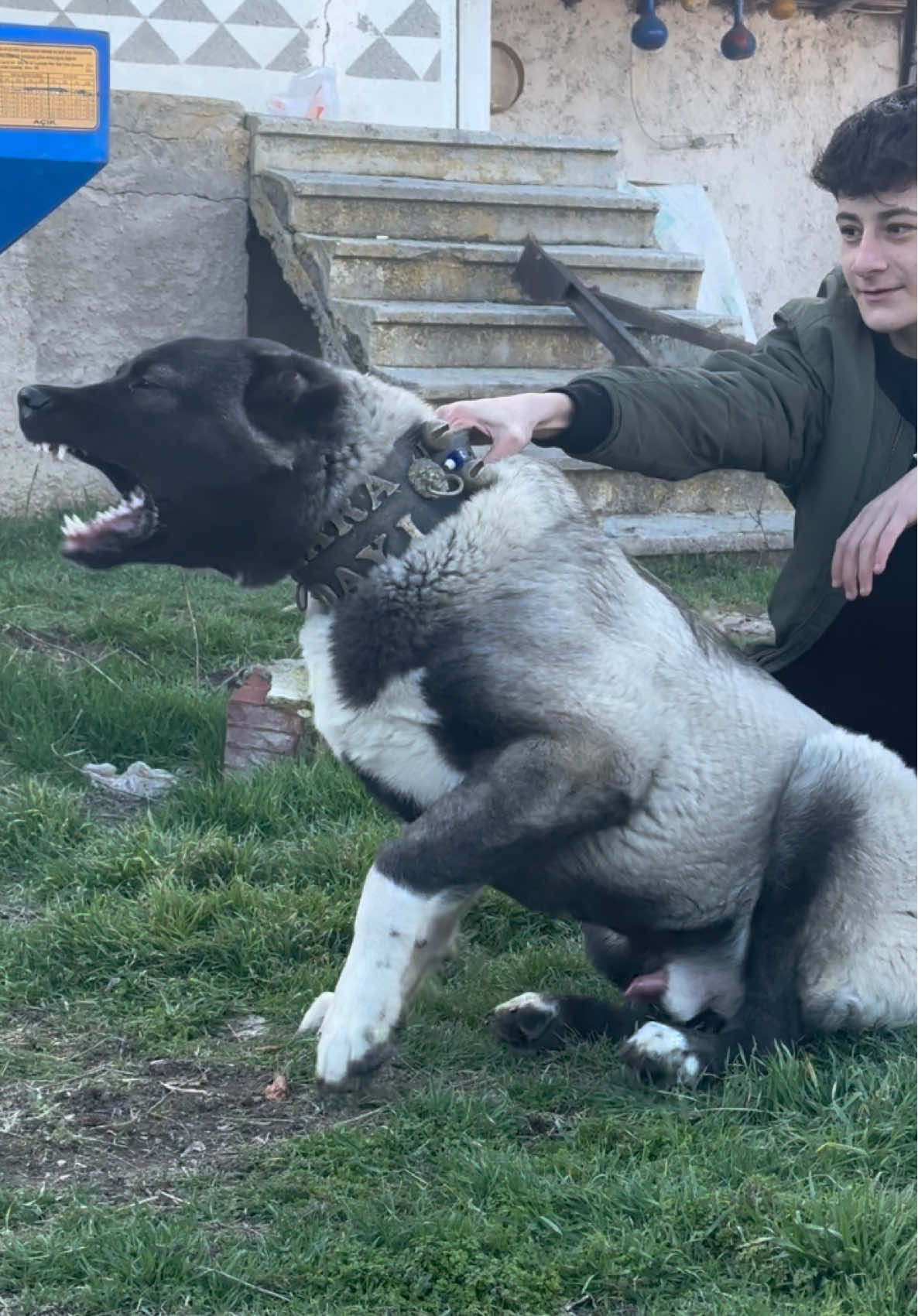 @Efe’nin KaraAslanları