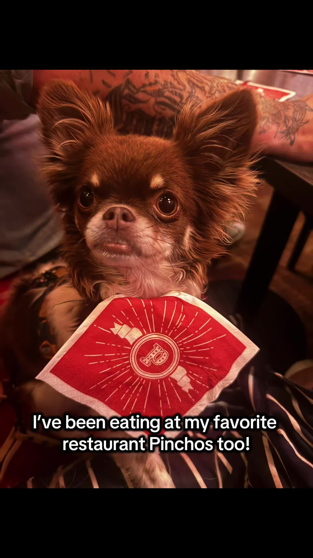 @MorrisMiniDog