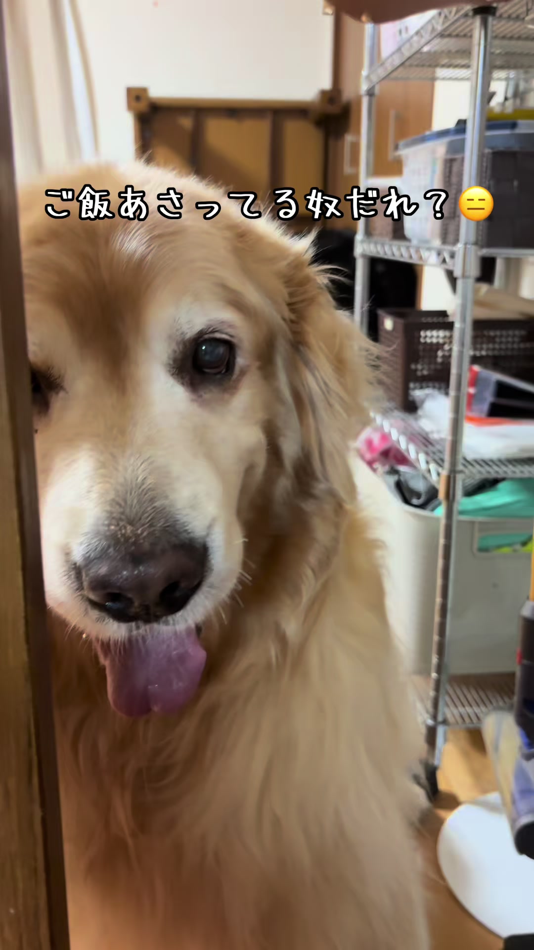 @ムックパパ🔶🐾