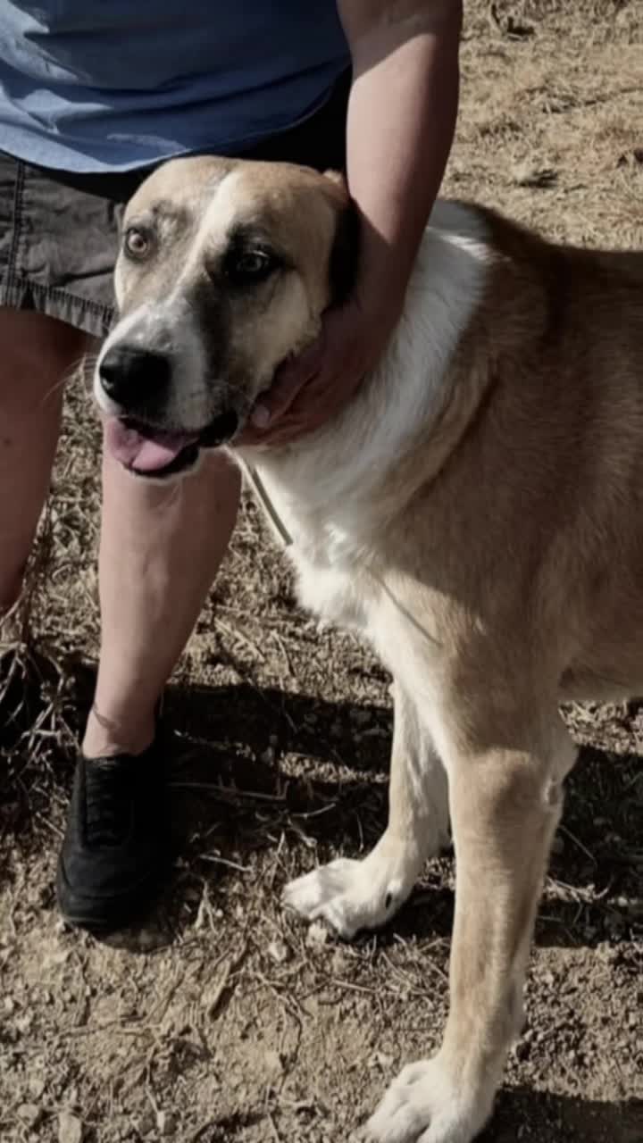@Greek Animal Rescue