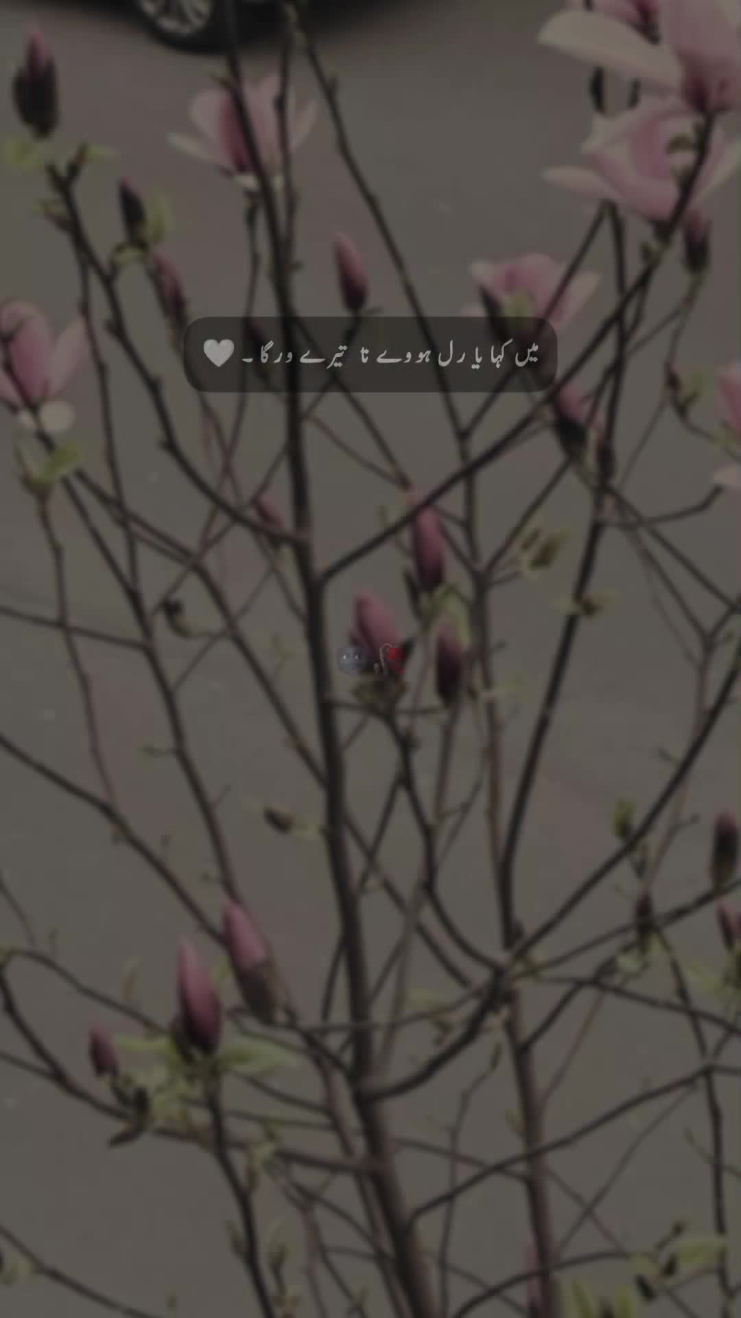 @𝐒 𝐚 𝐌 𝐢 🍂🫀