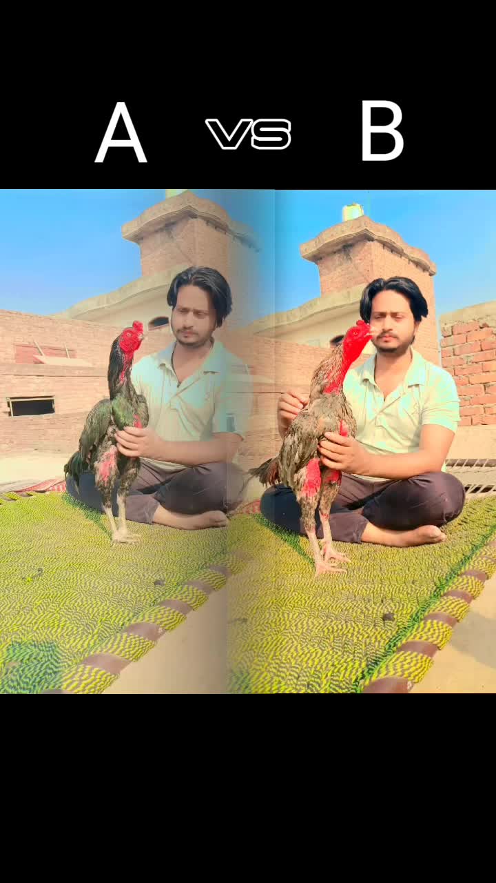 @Royal birds