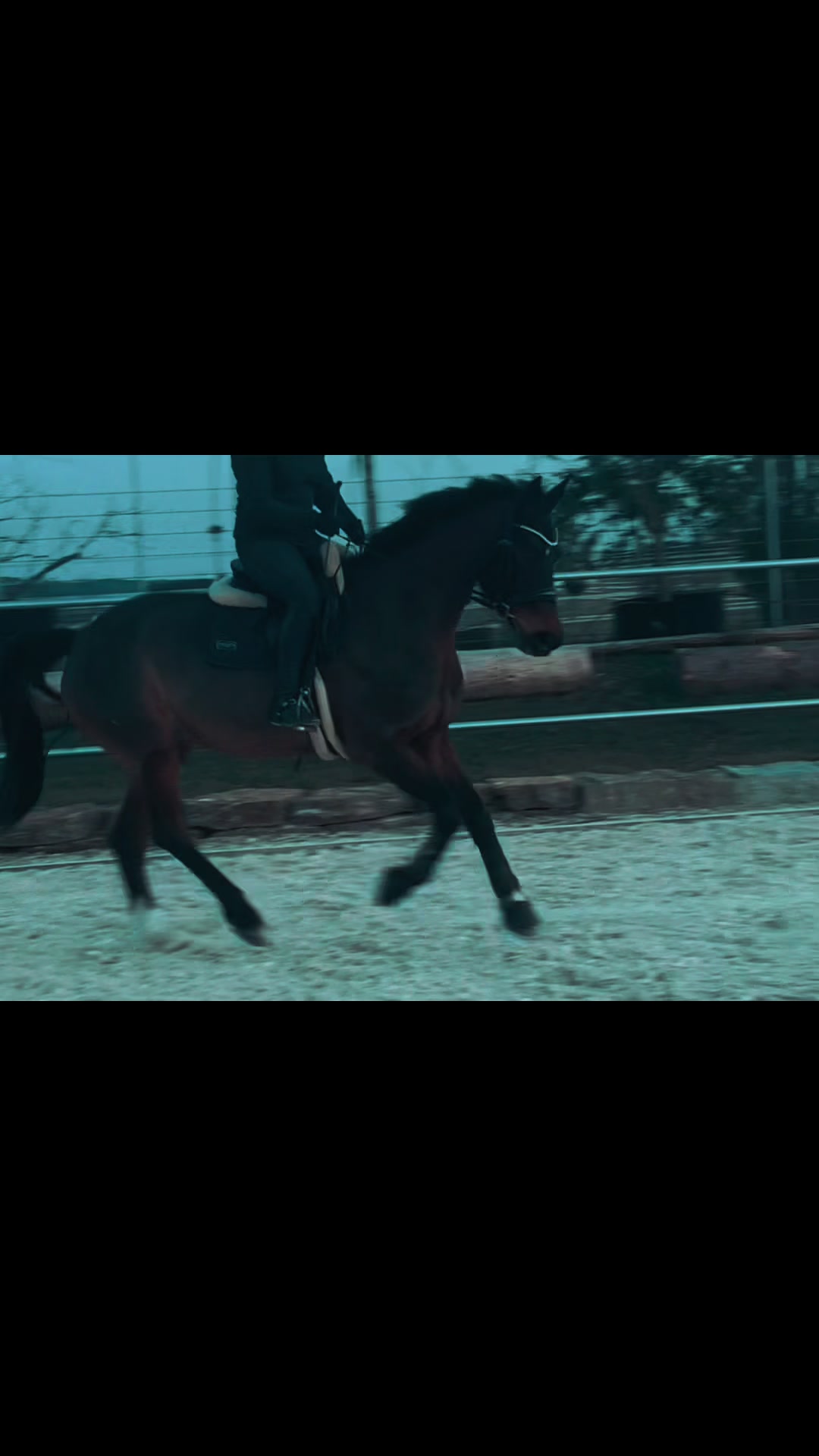 @Horses_rb_