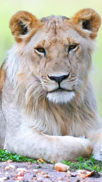 @Guzzicar🦁