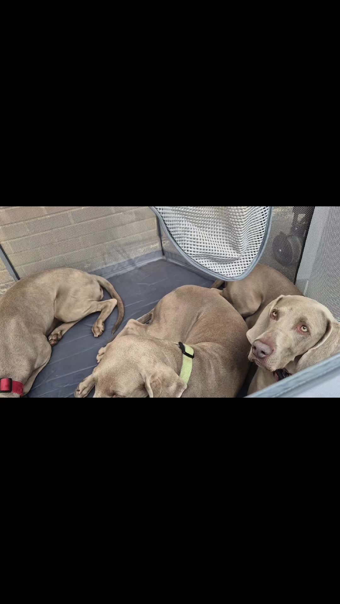 @Sabsky weimaraners