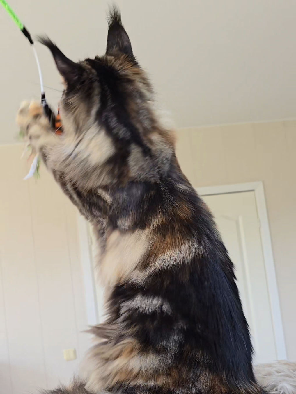 @Maine Coon Cattery Forest Rich
