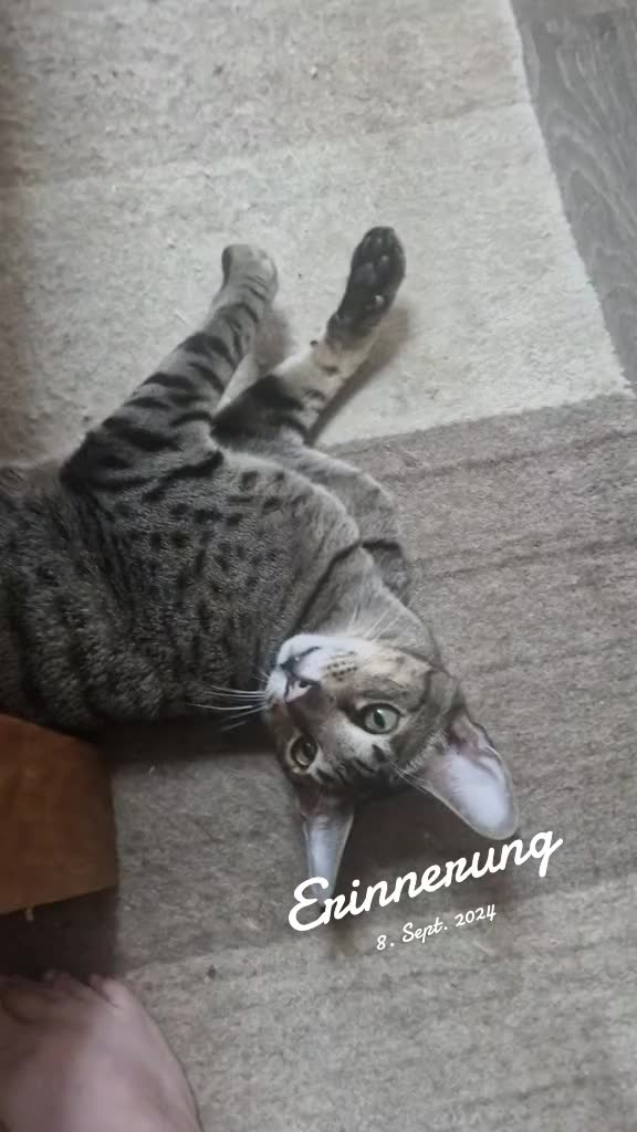 @Karin-Catmama80