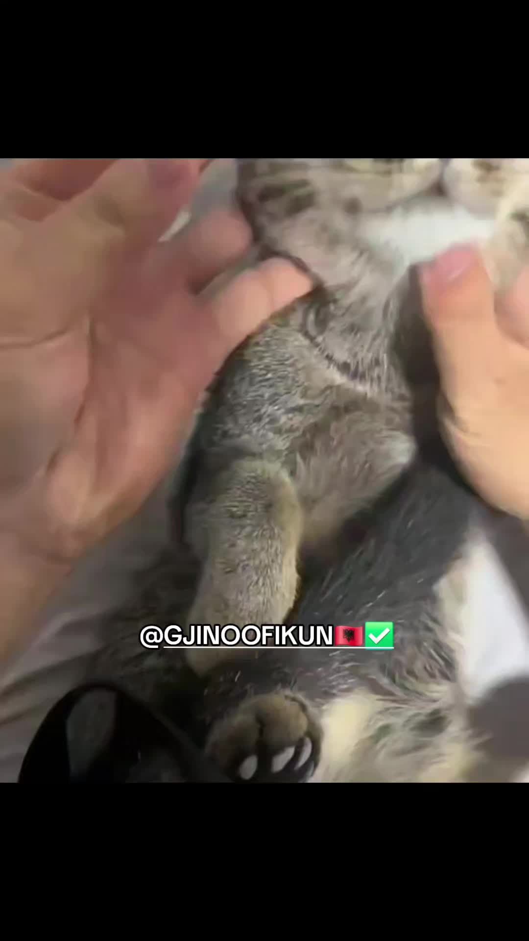 @GJINOOFIKUN🇦🇱✅️
