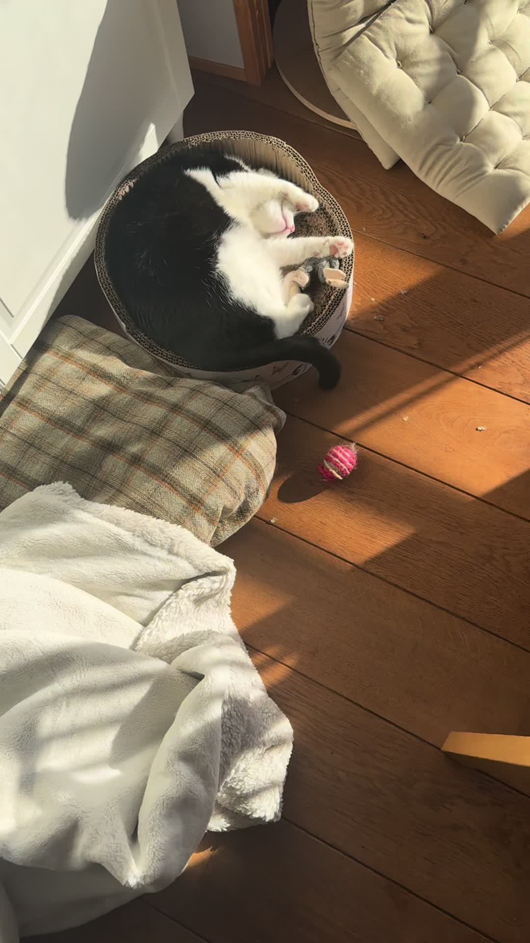 @Kobe the Kitty