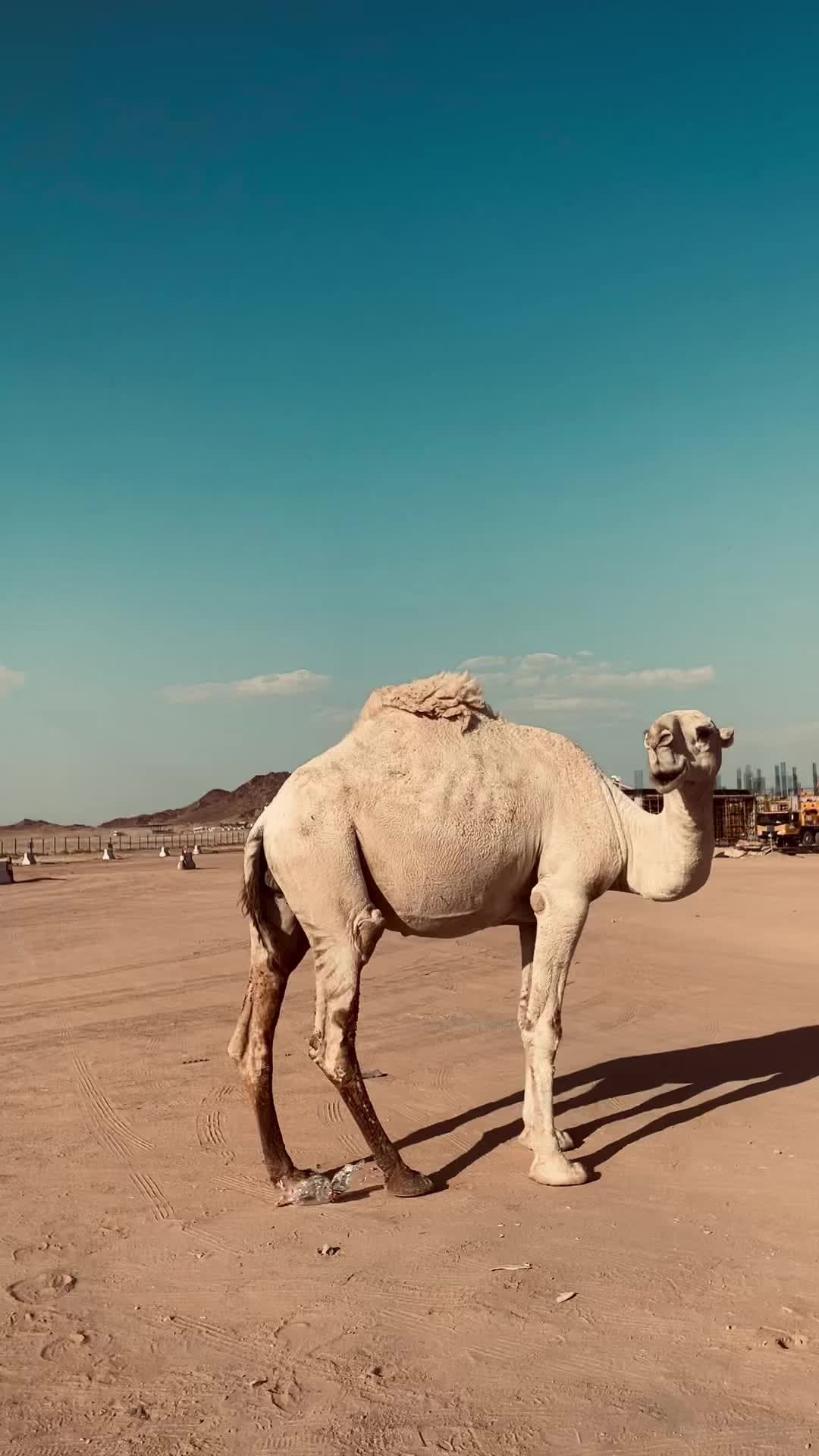 @محمد خورشید