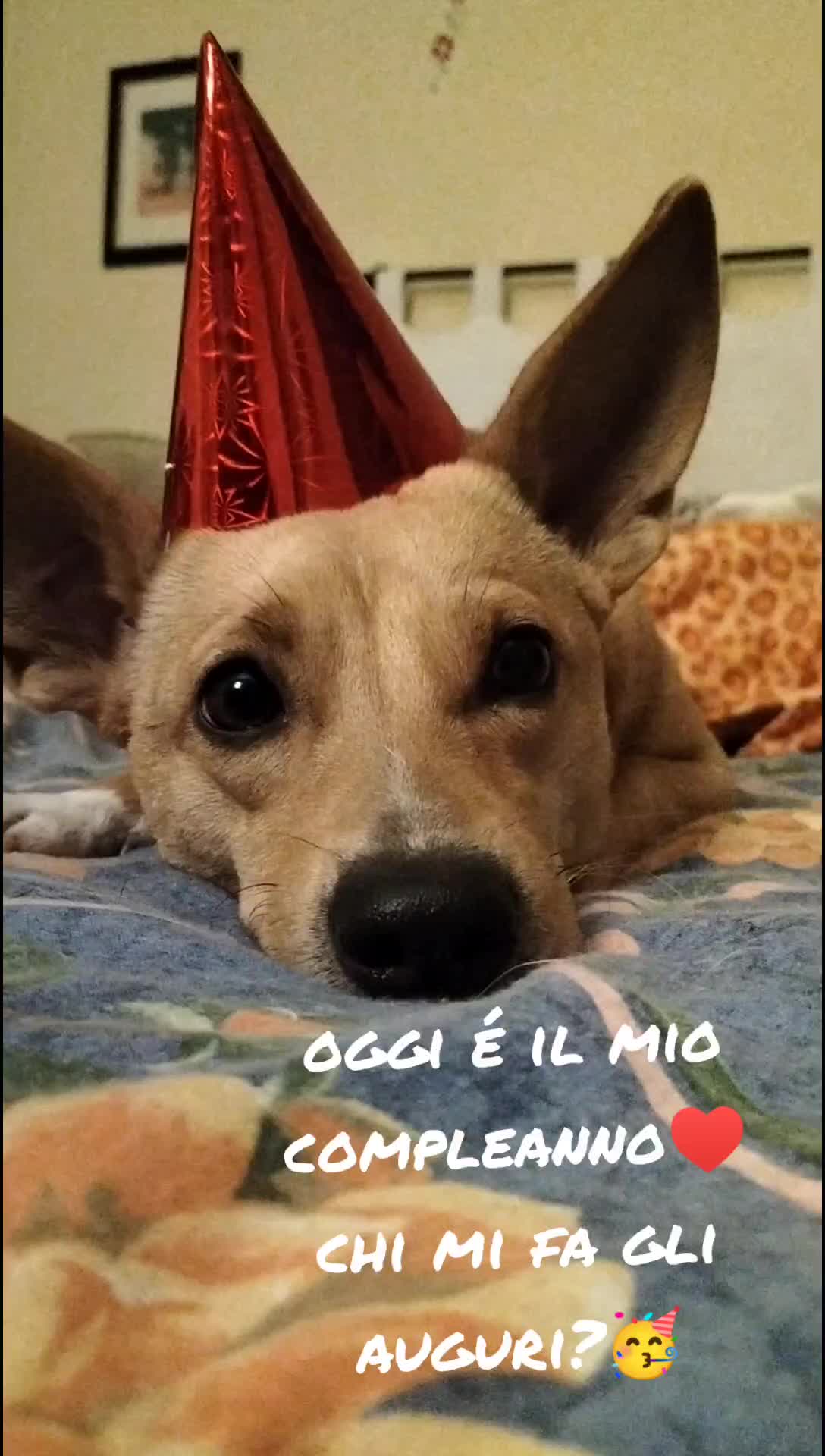 @Emma,Biboo e Silvia♥️🐶😺♥️