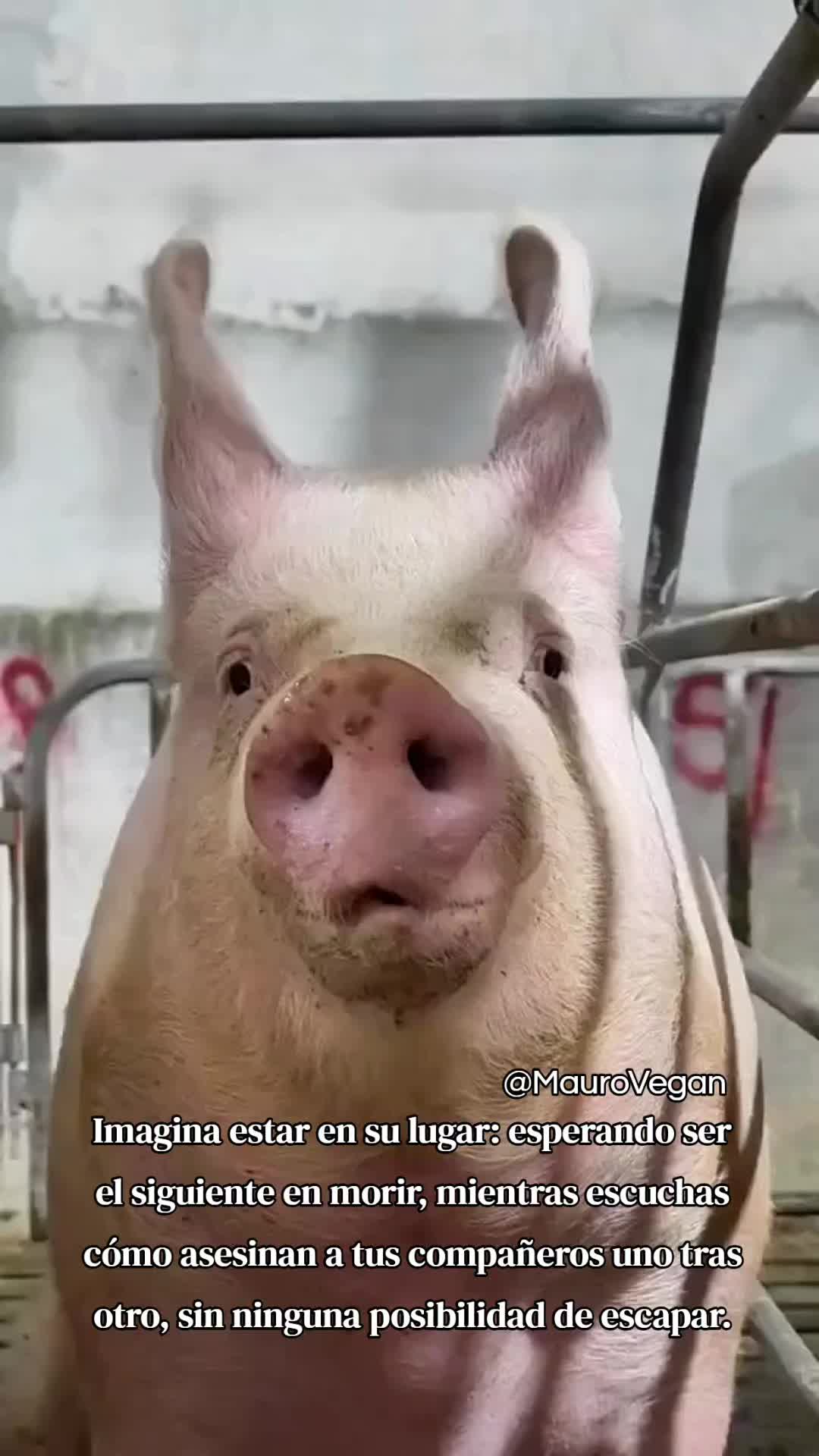 @Mauro Vegan๐