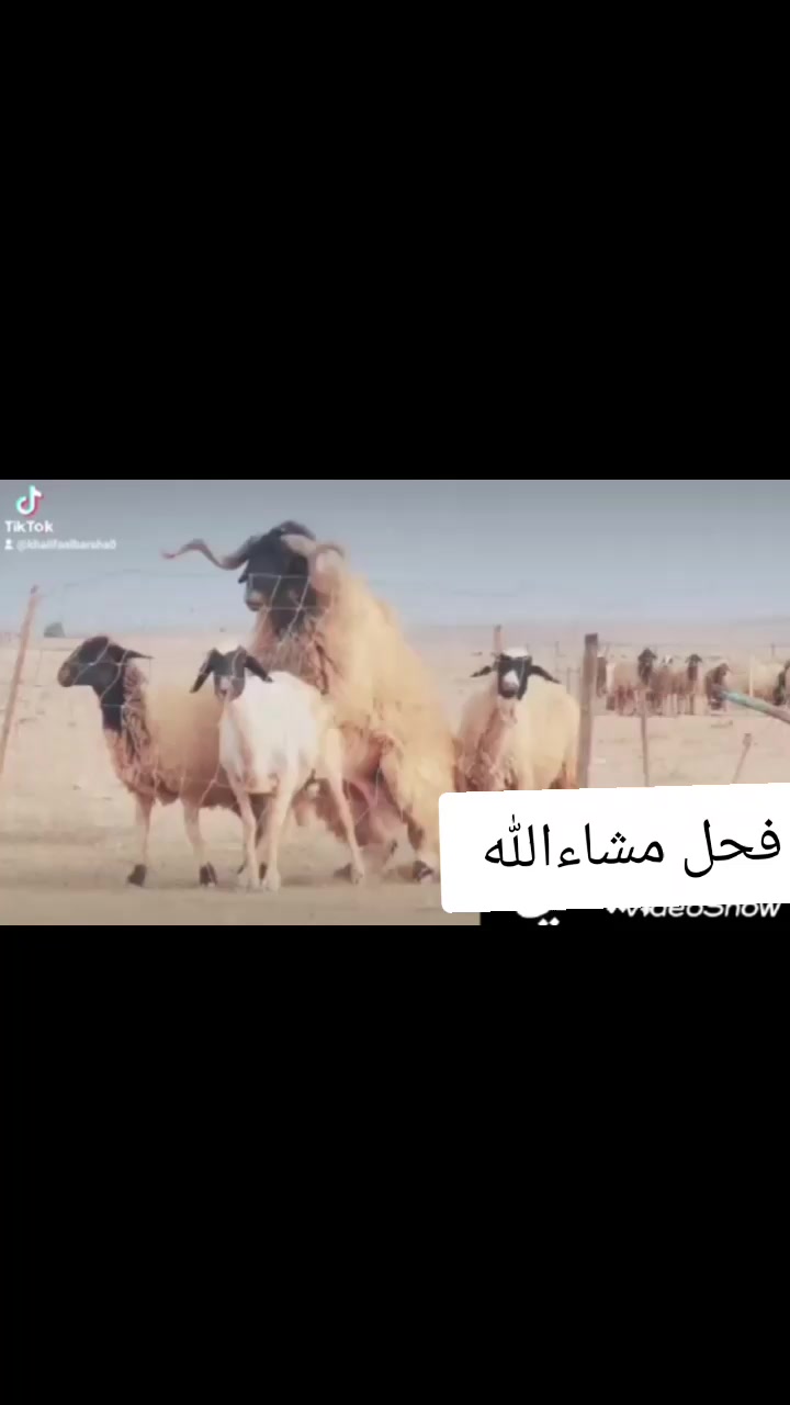 @ﻗۦ۬ۦ۬٭ۦ۬ۦﻠۦ۬ۦ۬٭ۦ۬ۦﺐ ﻵﯾۦ۬ۦ۬٭ۦ۬ۦ