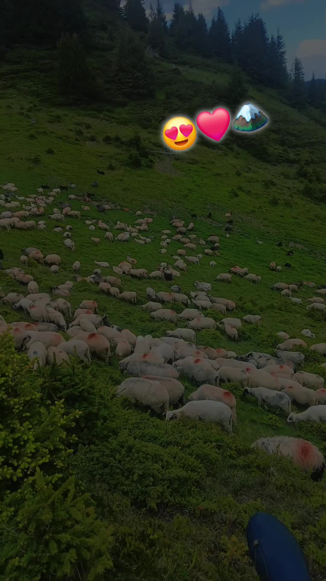 @Jidanu 🌲🐕🐑🌲❤️