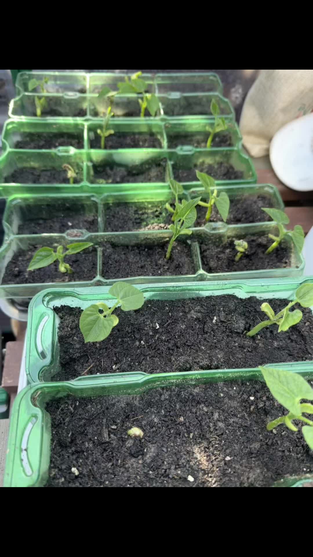 @grandadgreenhouse