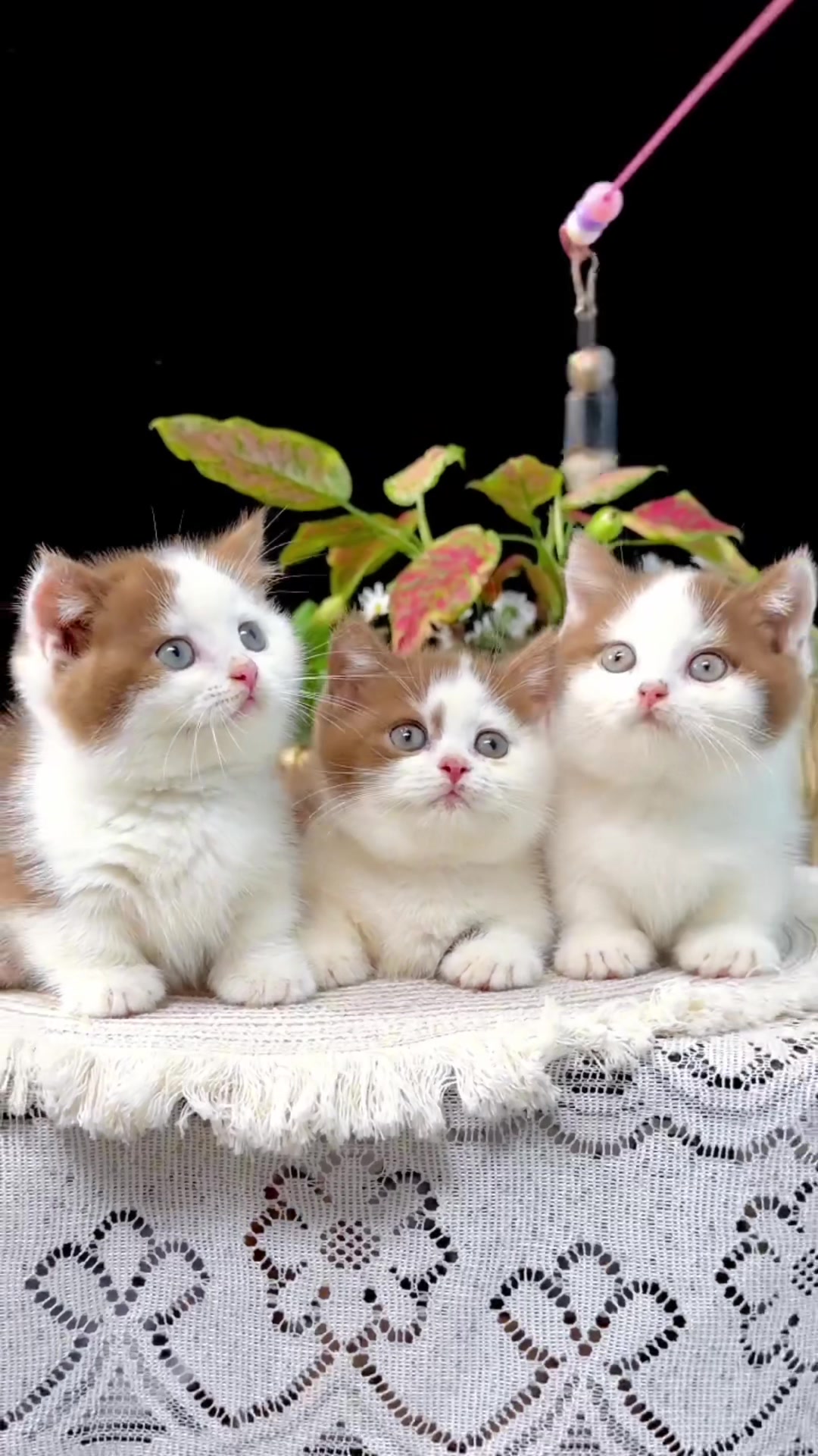 @fuyncats