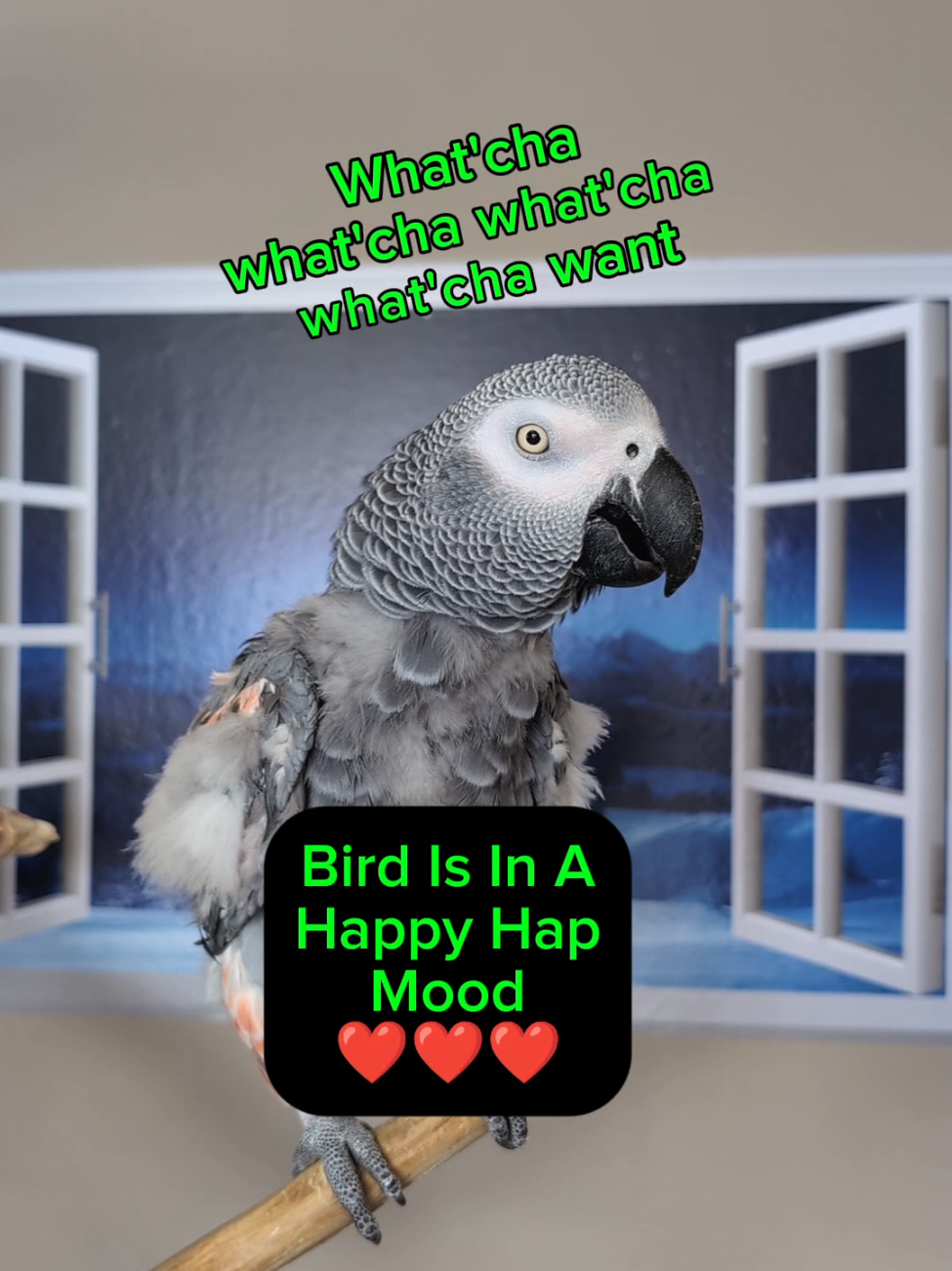 @Cosmothefunnyparrot