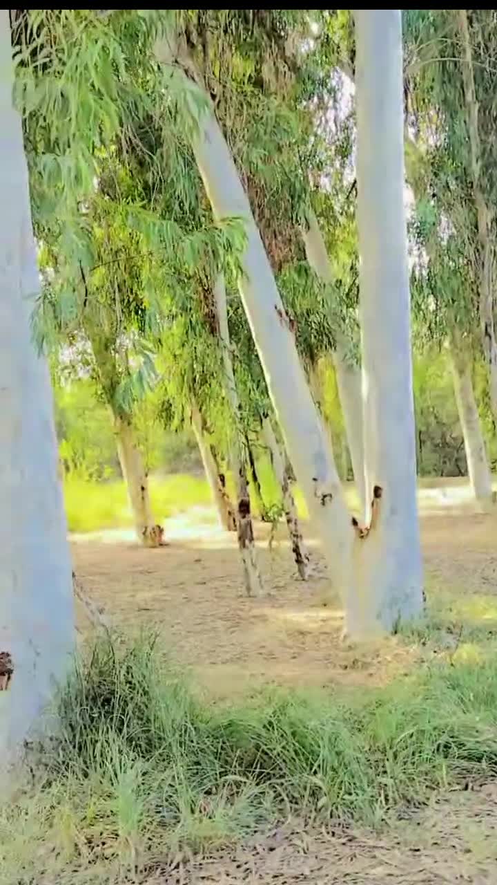 @💸 عمران خان 💸