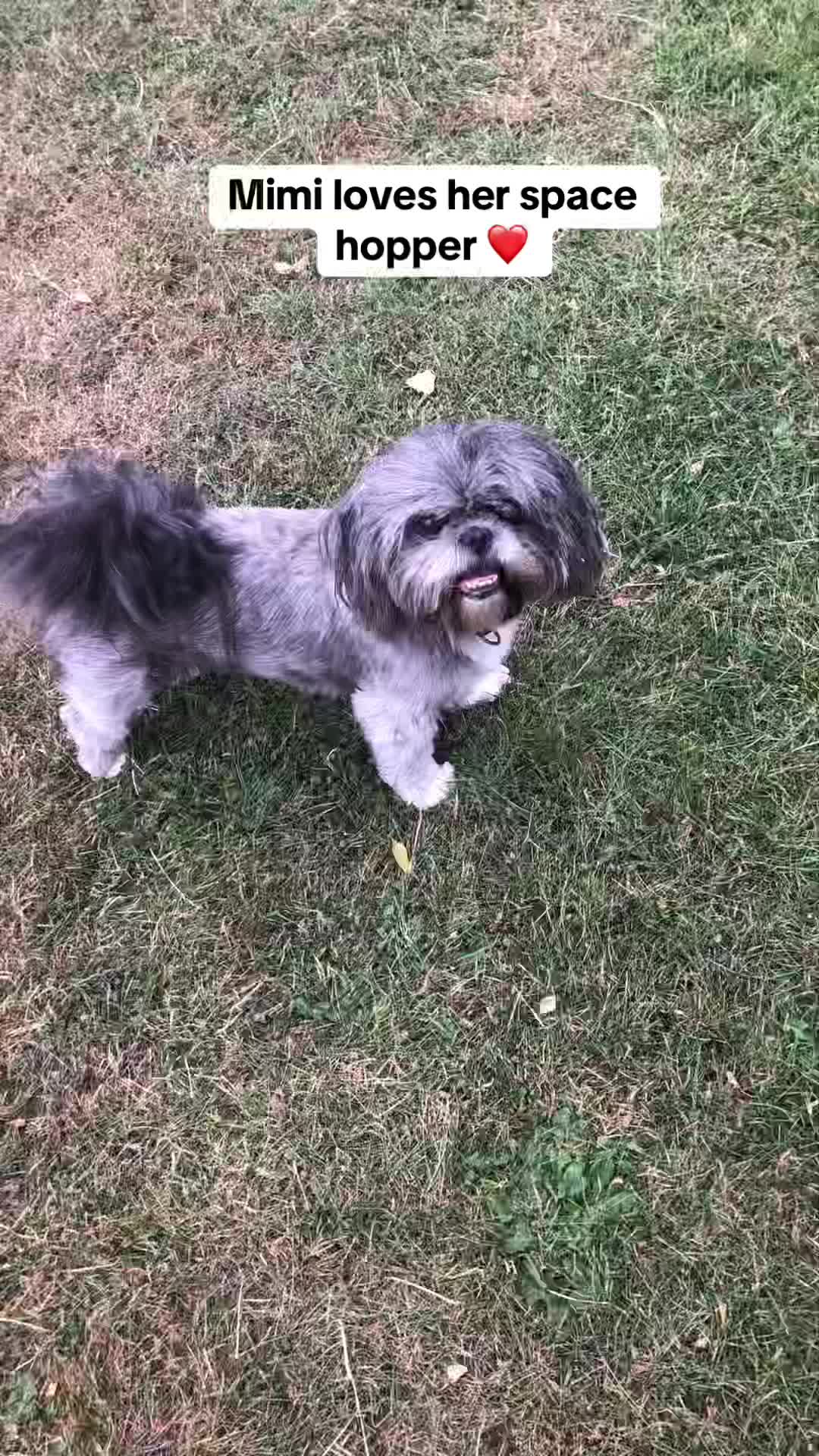 @Mimi the Shihtzu