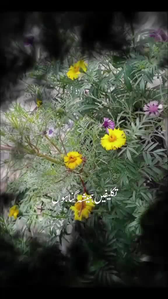 @Hina Khan