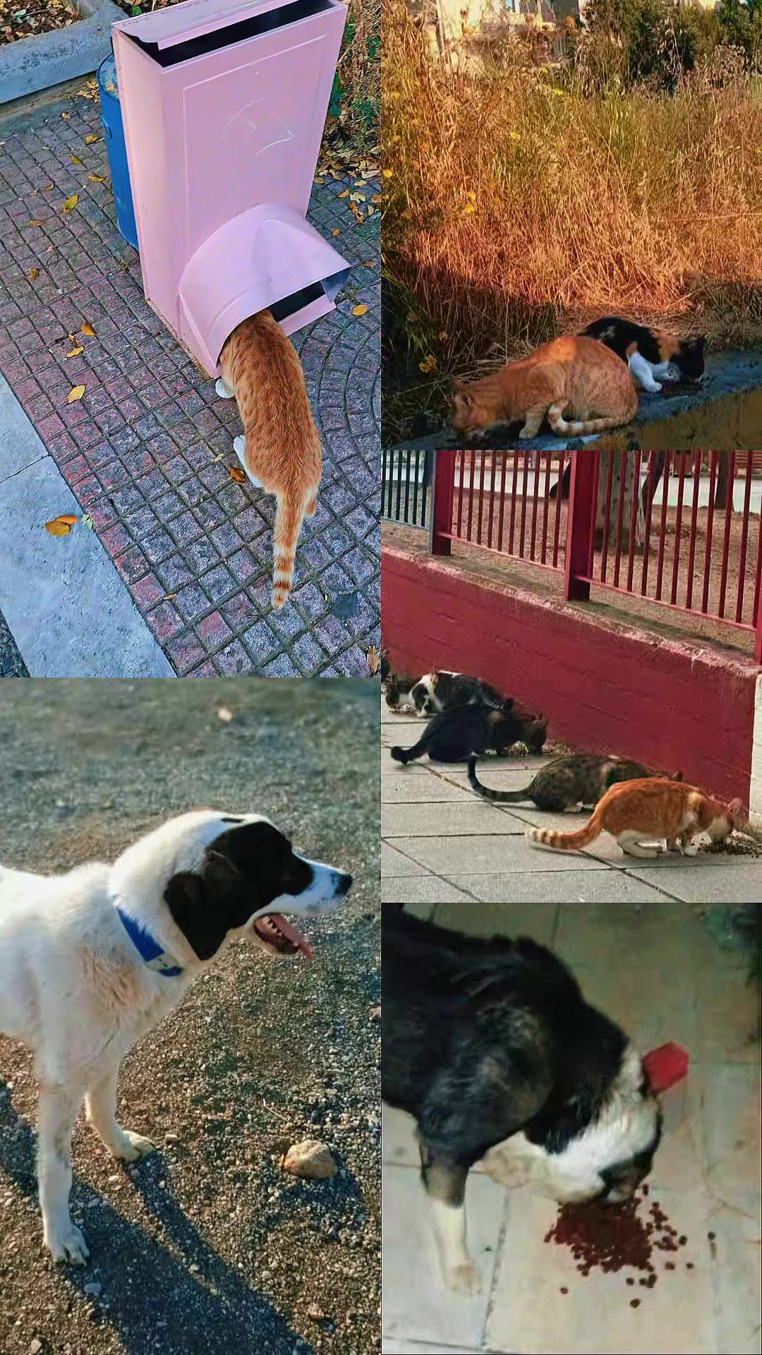 @Greek Animal Rescue