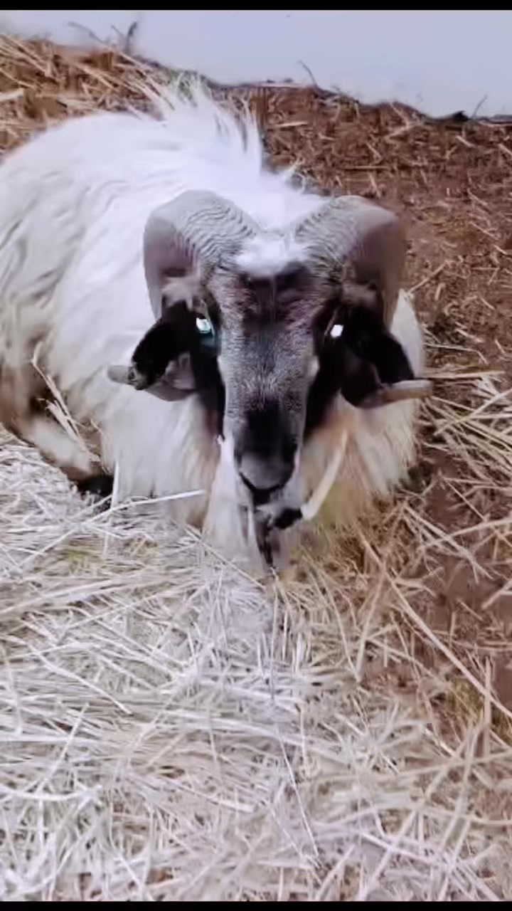 @سيف غرام زمان 🇹🇳