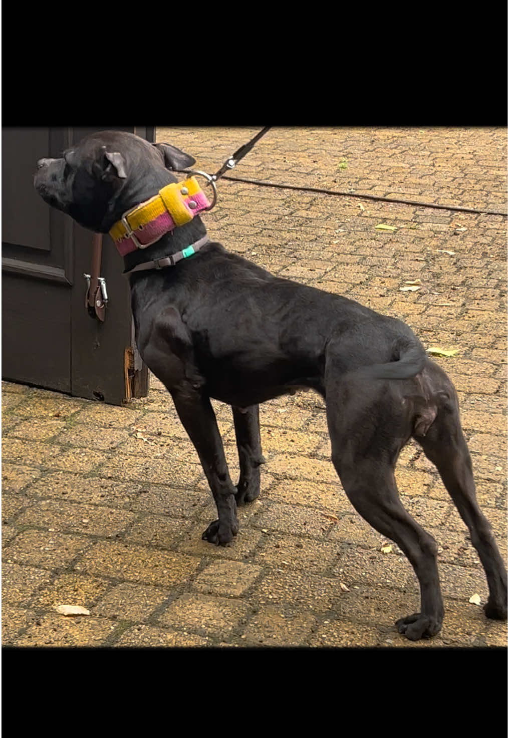 @Black&Yellow Kennel