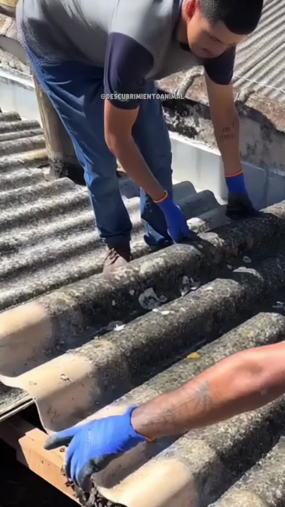 @Descubrimientoanimal