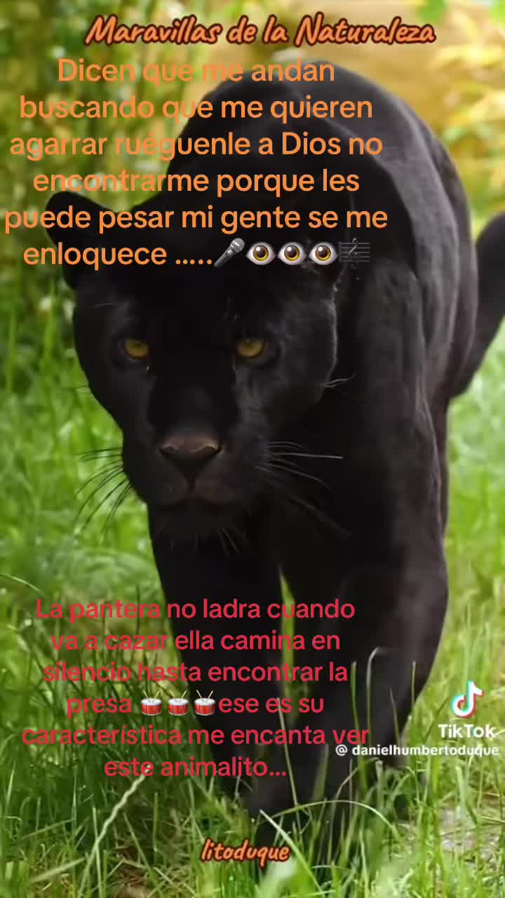@La pantera de Oaxaca3