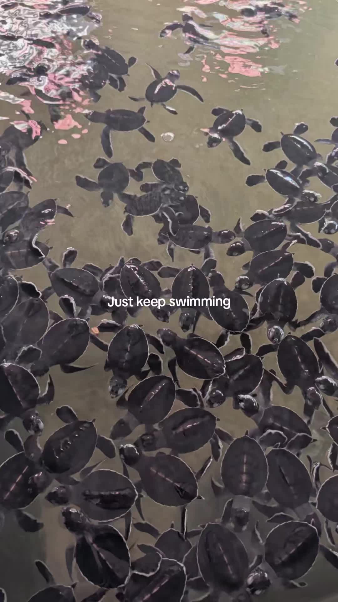 @phoenixstewartofficial