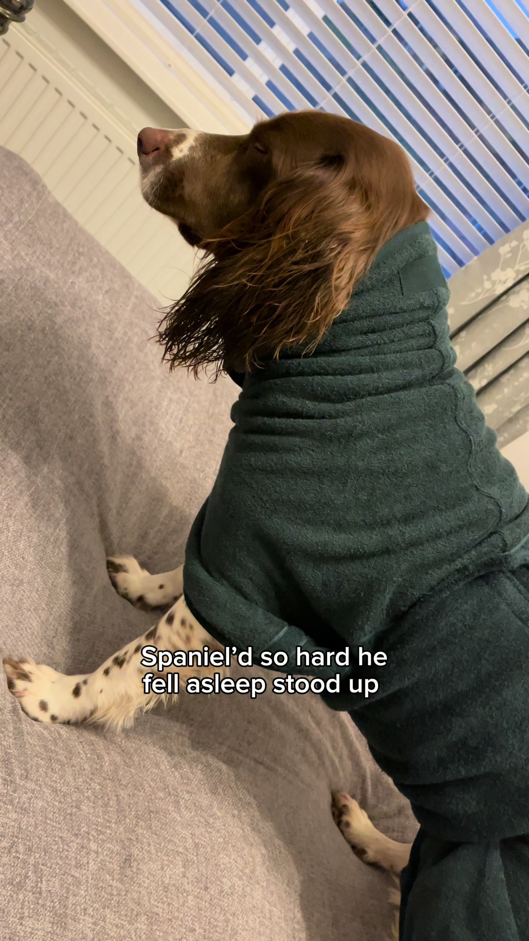 @Jinky Springer Spaniel 🐾 💚